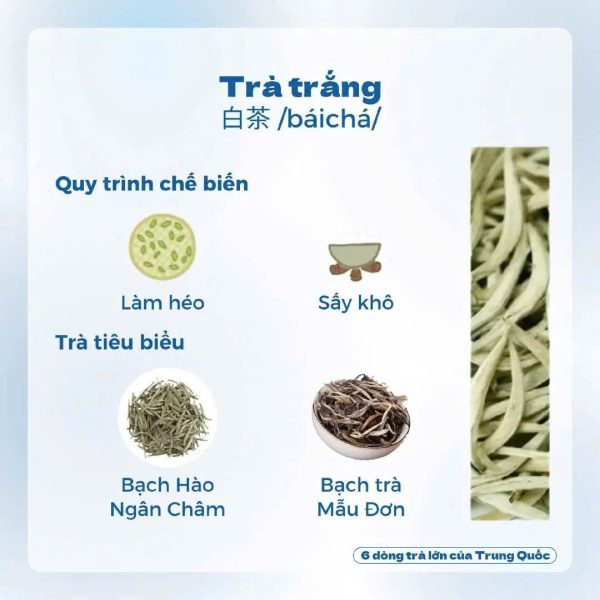 Trà trắng được chế biến theo quy trình tối giản nhằm giữ lại toàn bộ tinh hoa của lá trà non
