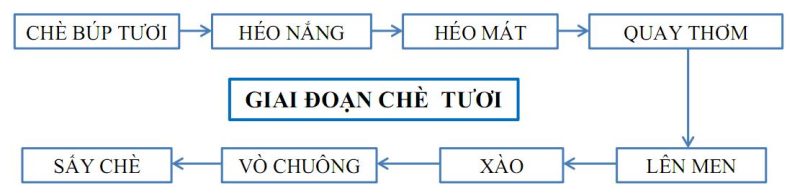 quy trình chế biến trà Ô Long