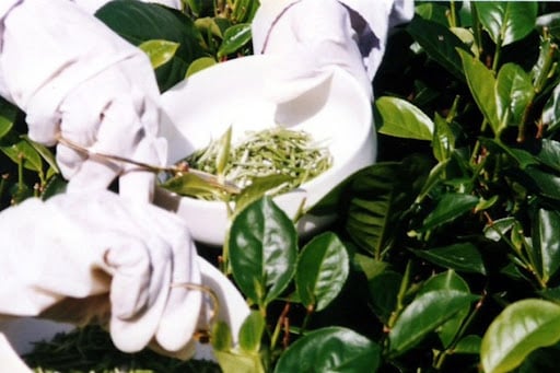 Nguồn gốc và vùng trồng nổi tiếng: nét đẹp tinh tế trong mỗi lời chân thật
