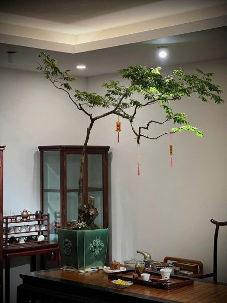 Các Loại Cây Bonsai Phù Hợp Đặt Trong Phòng Trà