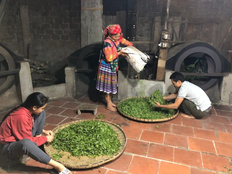 Giá trị văn hóa và tâm linh của trà Shan Tuyết