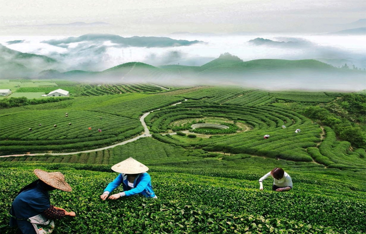 Thu Hoạch Trà Vàng (Hoàng Trà)
