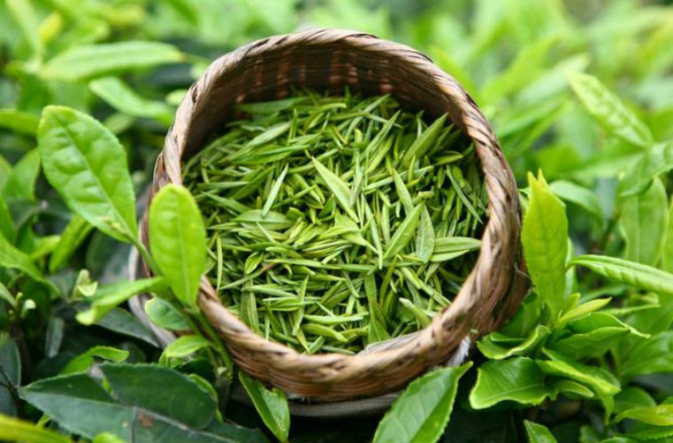 Trà xanh – Tinh khiết và tươi mát