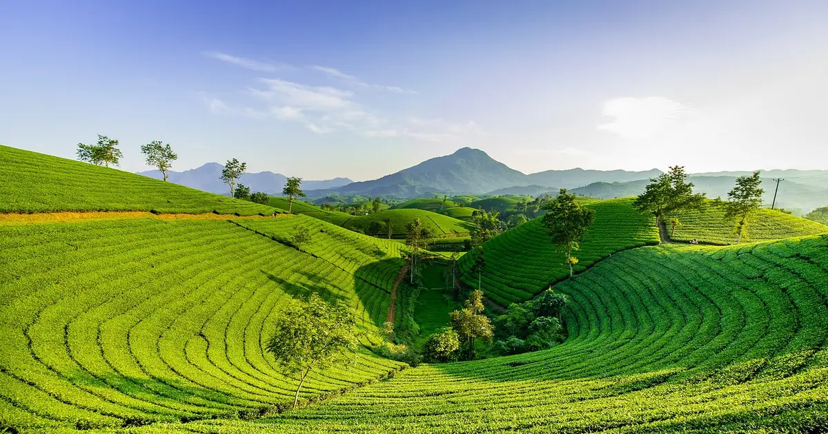 hill, green, nature, mountain, the hill tea, long grain, vietnam, tea, vietnam, tea, tea, tea, tea, tea