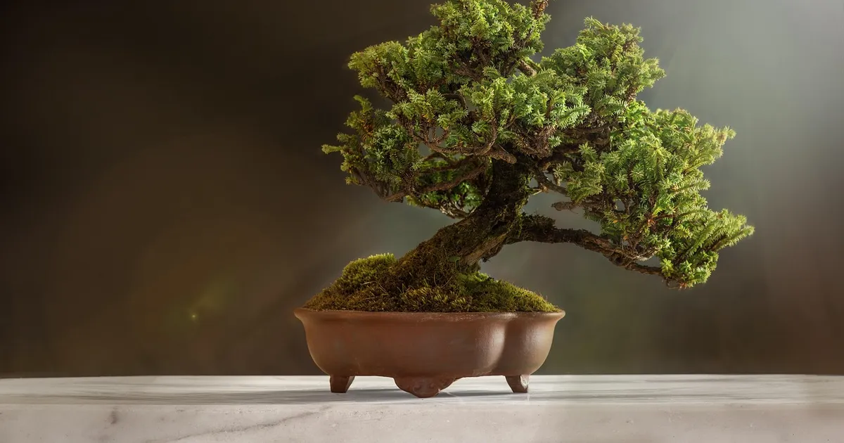 bonsai, nature, plant, pot, tree, leaves, bonsai tree, decorative